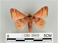 蘋毛蟲藏品圖，第2張