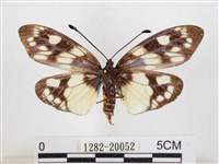 蓬萊茶斑蛾藏品圖，第2張