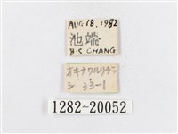 蓬萊茶斑蛾藏品圖，第3張