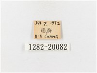 茶帶螢斑蛾藏品圖，第3張