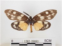 蓬萊茶斑蛾藏品圖，第1張