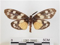 蓬萊茶斑蛾藏品圖，第2張