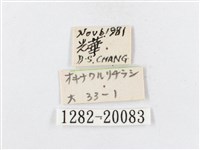 蓬萊茶斑蛾藏品圖，第3張