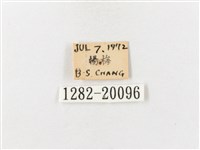 茶帶螢斑蛾藏品圖，第3張