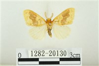 寬紋黃毒蛾藏品圖，第1張