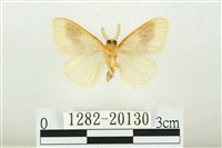 寬紋黃毒蛾藏品圖，第2張