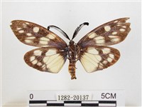 蓬萊茶斑蛾藏品圖，第2張