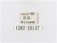 蓬萊茶斑蛾藏品圖，第3張