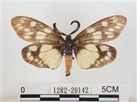 蓬萊茶斑蛾藏品圖，第1張