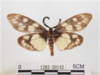 蓬萊茶斑蛾藏品圖，第2張