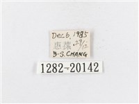 蓬萊茶斑蛾藏品圖，第3張