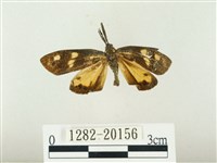 史氏狹翅螢斑蛾藏品圖，第1張