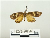 史氏狹翅螢斑蛾藏品圖，第2張