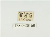 史氏狹翅螢斑蛾藏品圖，第3張