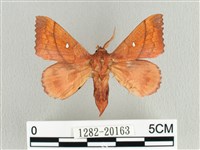 蘋毛蟲藏品圖，第1張