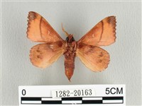 蘋毛蟲藏品圖，第2張