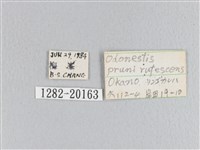 蘋毛蟲藏品圖，第3張