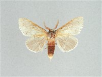 灰舟蛾藏品圖，第1張