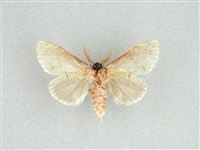 灰舟蛾藏品圖，第2張