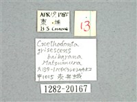 灰舟蛾藏品圖，第3張