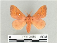 蘋毛蟲藏品圖，第1張