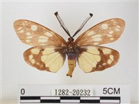 蓬萊茶斑蛾藏品圖，第1張