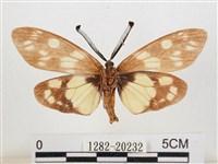 蓬萊茶斑蛾藏品圖，第2張