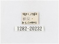 蓬萊茶斑蛾藏品圖，第3張