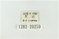 基褐綠刺蛾藏品圖，第3張