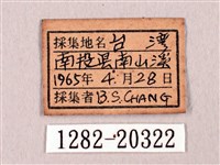 臺灣洒灰蝶藏品圖，第3張