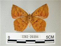 隱錨紋蛾藏品圖，第2張