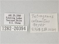 隱錨紋蛾藏品圖，第3張