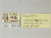 隱錨紋蛾藏品圖，第3張