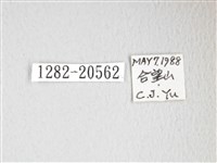 豹紋鉤蛾藏品圖，第3張