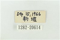 基褐綠刺蛾藏品圖，第3張