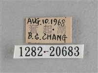 臺灣赭弄蝶藏品圖，第3張