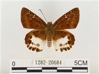 白裙弄蝶藏品圖，第1張