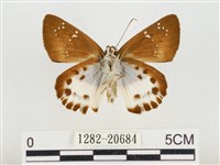 白裙弄蝶藏品圖，第2張