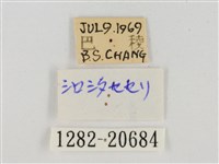 白裙弄蝶藏品圖，第3張