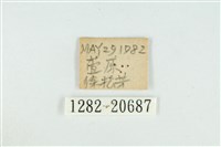 白芒翠灰蝶藏品圖，第3張
