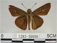 尖翅褐弄蝶藏品圖，第1張