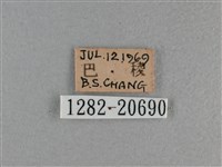 尖翅褐弄蝶藏品圖，第3張