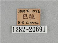 臺灣榿翠灰蝶藏品圖，第3張