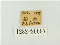 燕灰蝶藏品圖，第3張