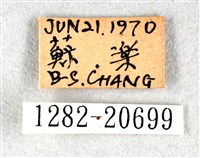白弄蝶藏品圖，第3張