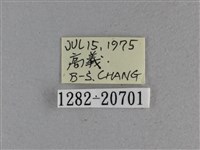 黃星弄蝶藏品圖，第3張
