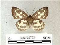 白弄蝶藏品圖，第1張