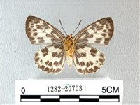 白弄蝶藏品圖，第2張