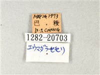 白弄蝶藏品圖，第3張