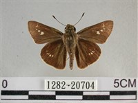 小稻弄蝶藏品圖，第1張